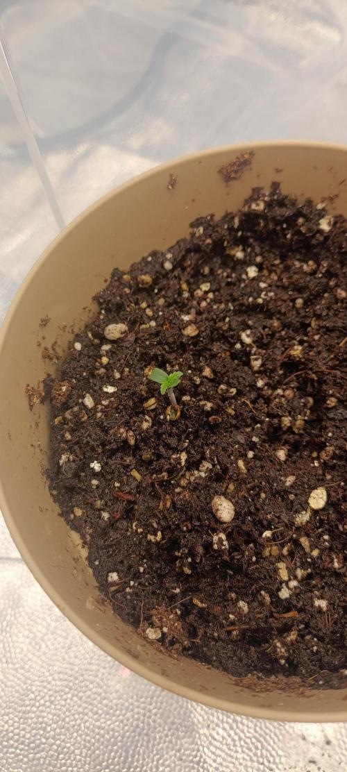 Gorilla Cookies Fast Buds. First grow... Week 0