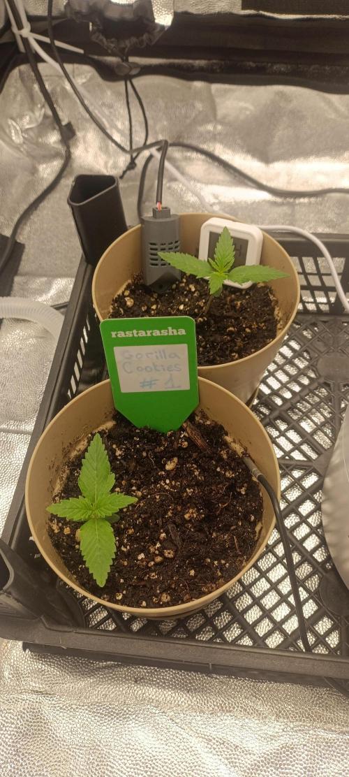 Gorilla Cookies Fast Buds. First grow... Week 1