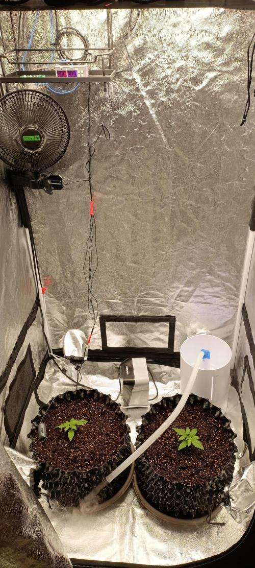 Gorilla Cookies Fast Buds. First grow... Week 1 - 13 день. Пересадка в 10л горшки