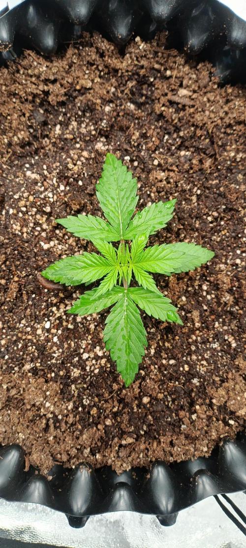 Gorilla Cookies Fast Buds. First grow... Week 1
