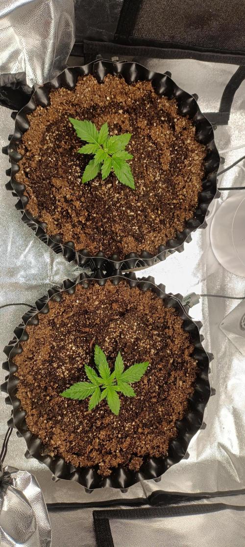 Gorilla Cookies Fast Buds. First grow... Week 1