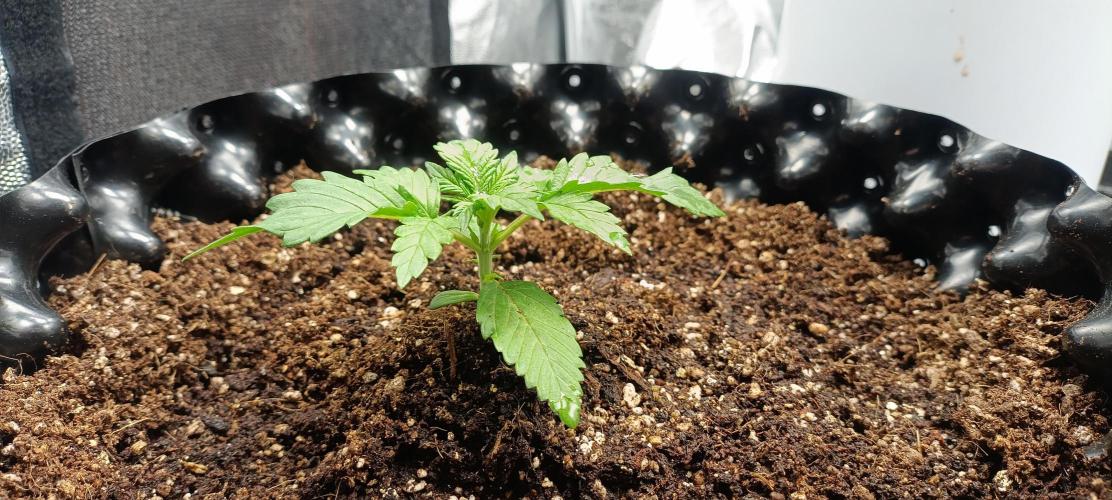 Gorilla Cookies Fast Buds. First grow... Week 1