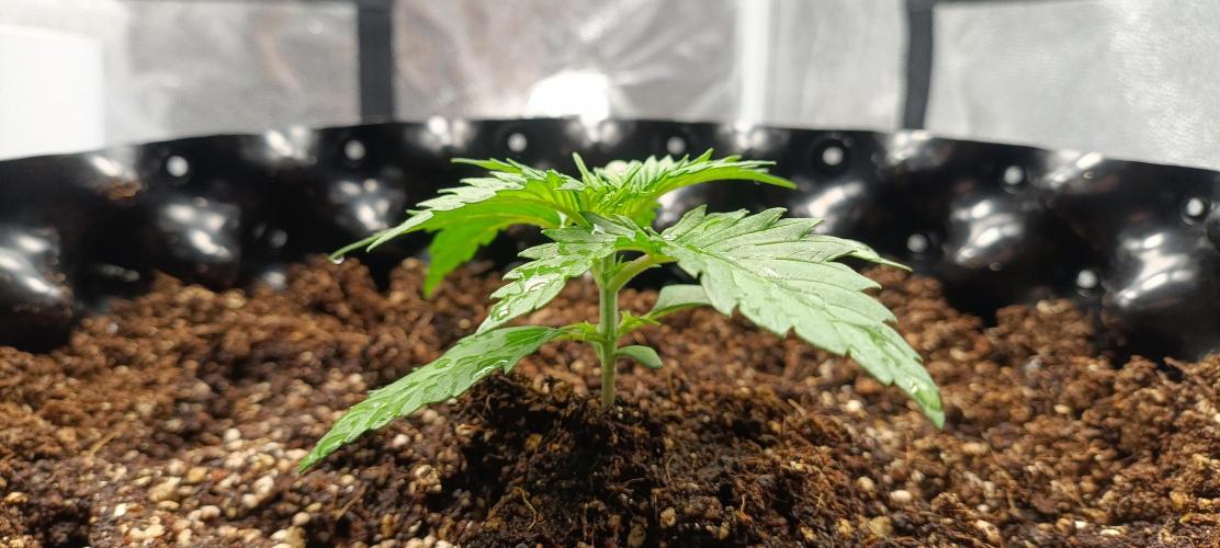 Gorilla Cookies Fast Buds. First grow... Week 1
