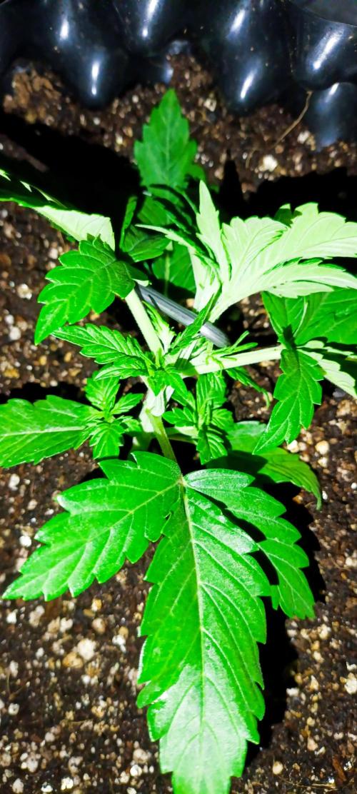 Gorilla Cookies Fast Buds. First grow... Week 2 - Руки тряслись но делали. Первое ЛСТ на первом голове. Куда то вроде загнул..)