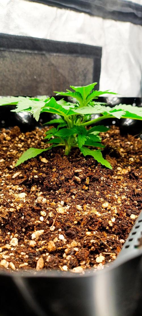 Gorilla Cookies Fast Buds. First grow... Week 2