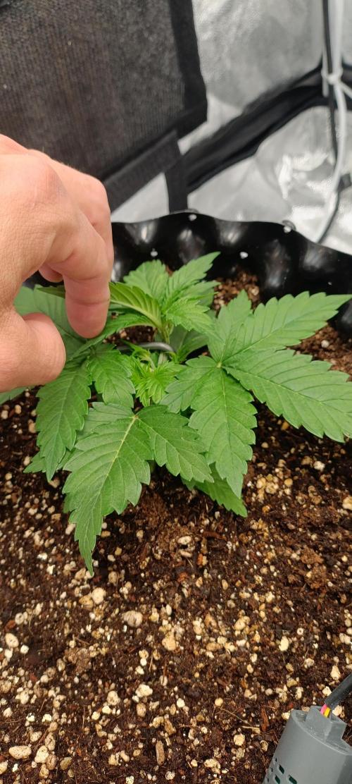 Gorilla Cookies Fast Buds. First grow... Week 2