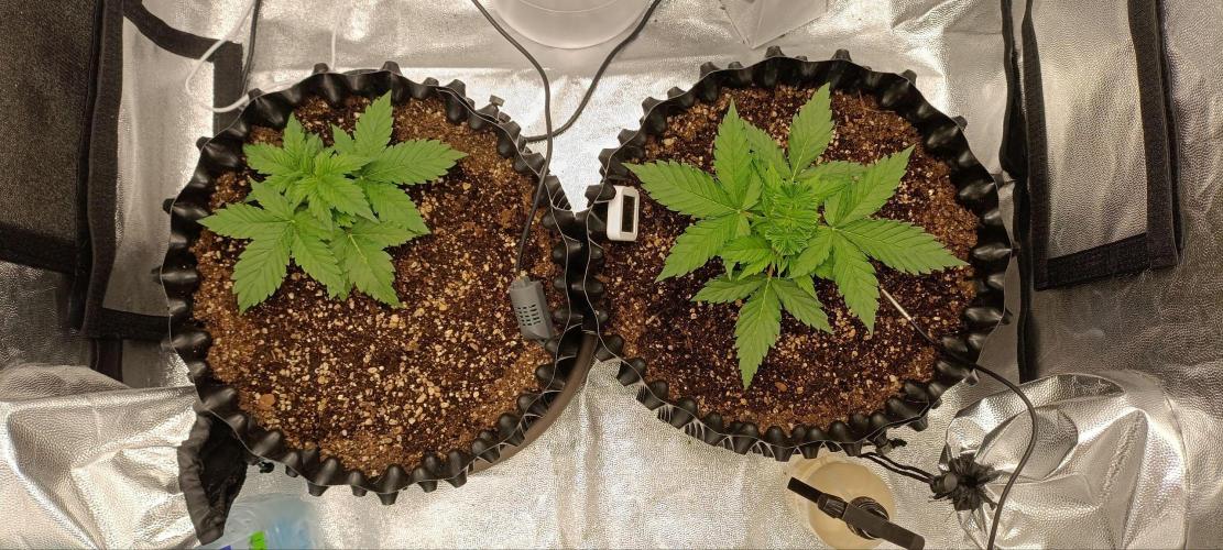 Gorilla Cookies Fast Buds. First grow... Week 3
