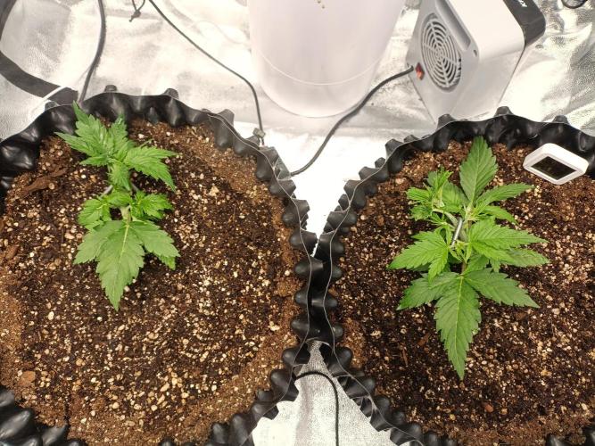 Gorilla Cookies Fast Buds. First grow... Week 3 - После первого ЛСТ, складывается,еткое ощущение что сделал хрен пойми как..(
