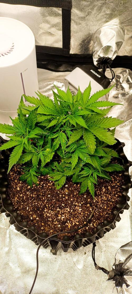 Gorilla Cookies Fast Buds. First grow... Week 4