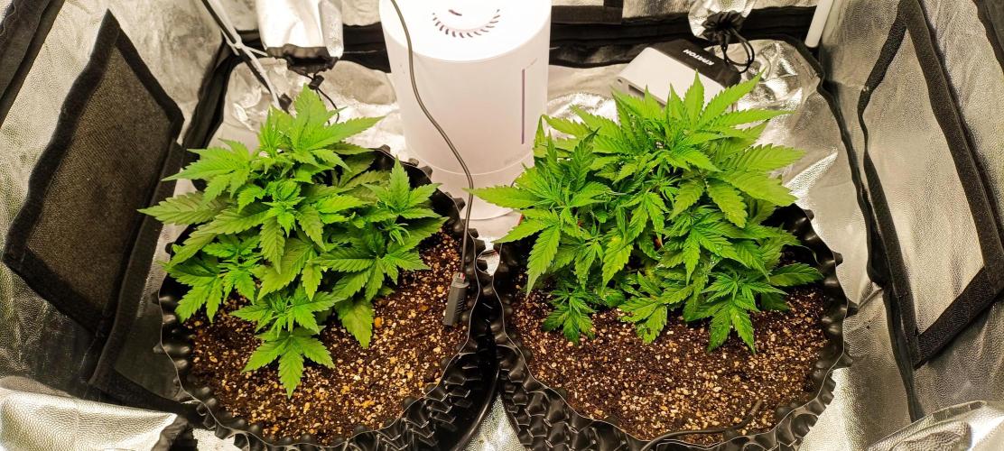 Gorilla Cookies Fast Buds. First grow... Week 4
