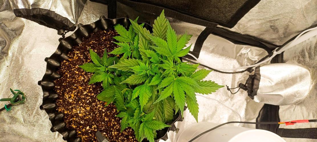 Gorilla Cookies Fast Buds. First grow... Week 4