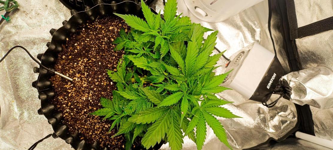 Gorilla Cookies Auto. Week 4