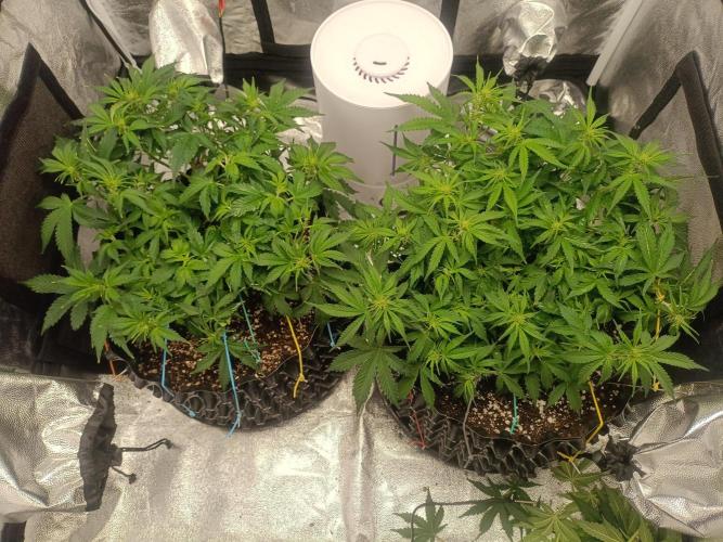 Gorilla Cookies Fast Buds. First grow... Week 5