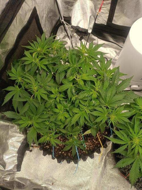 Gorilla Cookies Fast Buds. First grow... Week 5