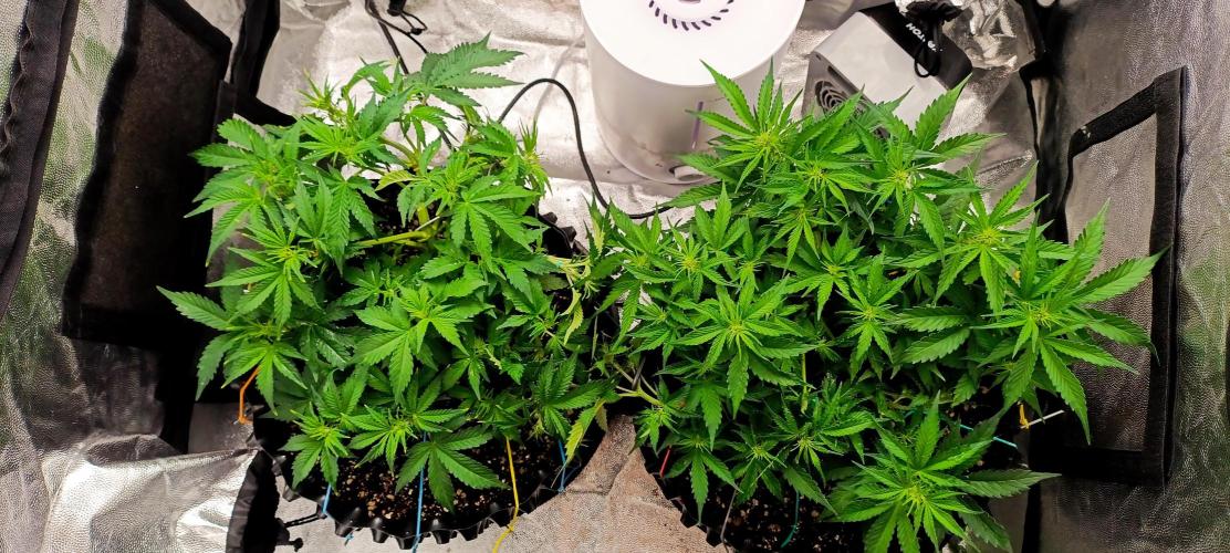 Gorilla Cookies Fast Buds. First grow... Week 5