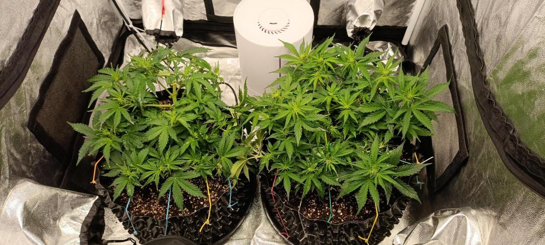 Gorilla Cookies Fast Buds. First grow... Week 5