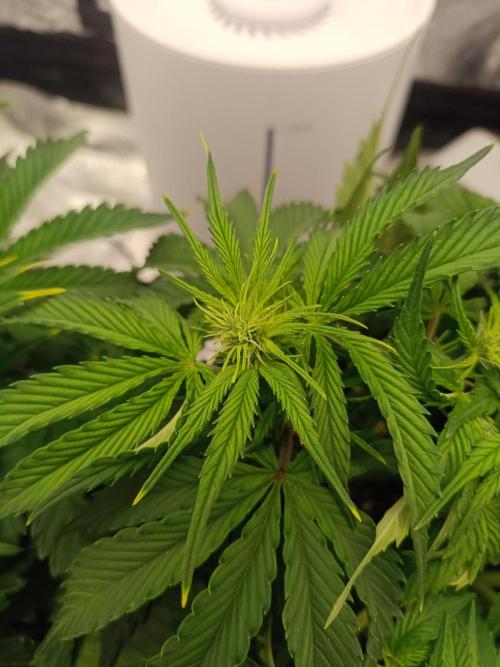 Gorilla Cookies Auto. Week 5