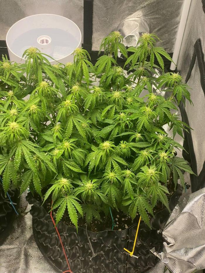 Gorilla Cookies Fast Buds. First grow... Week 6