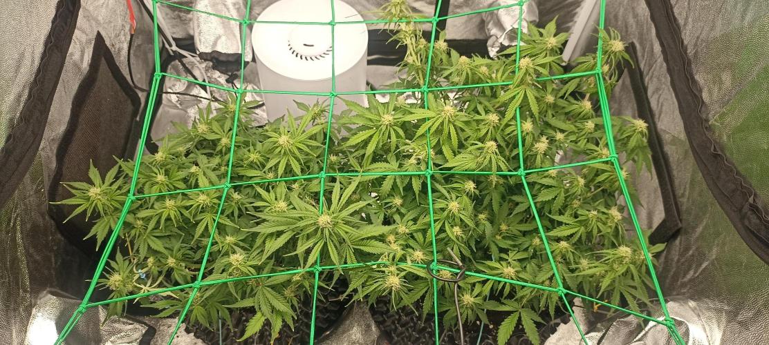 Gorilla Cookies Fast Buds. First grow... Week 7