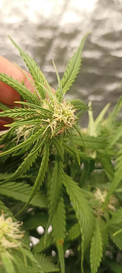 Gorilla Cookies Fast Buds. First grow... Week 7