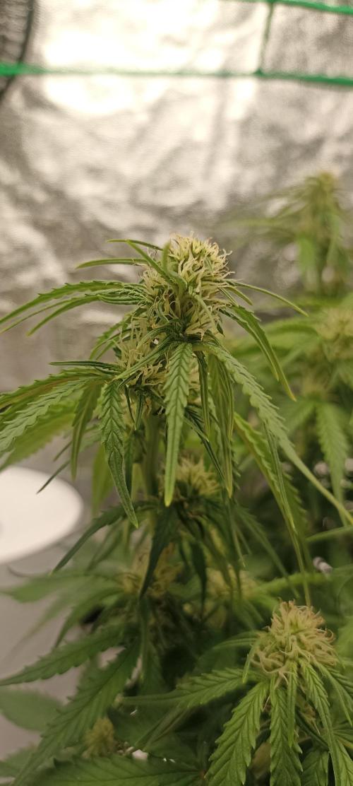 Gorilla Cookies Fast Buds. First grow... Week 7