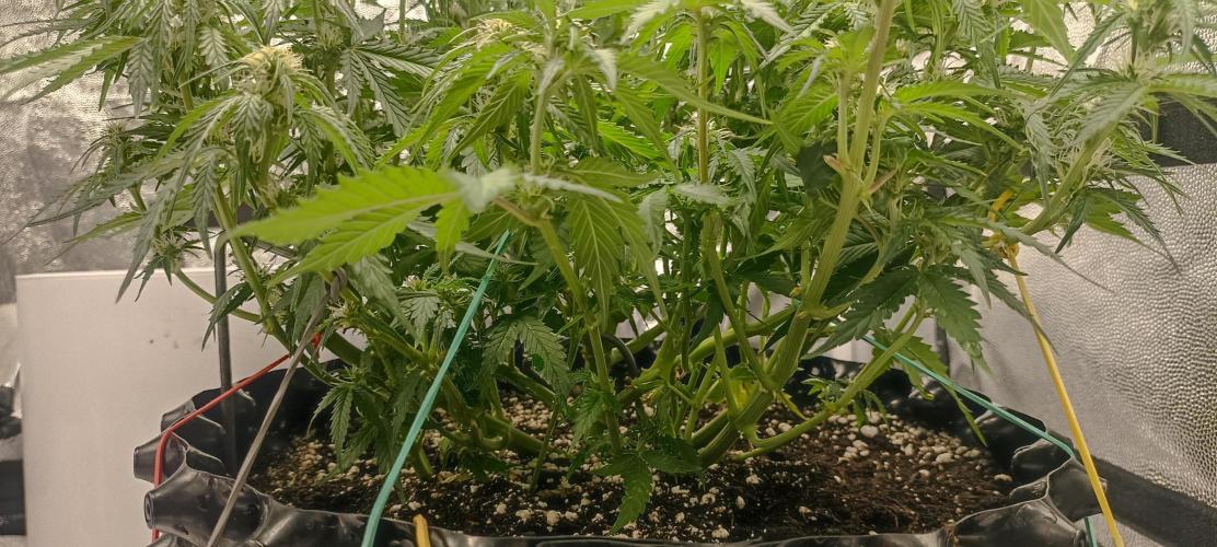 Gorilla Cookies Fast Buds. First grow... Week 7