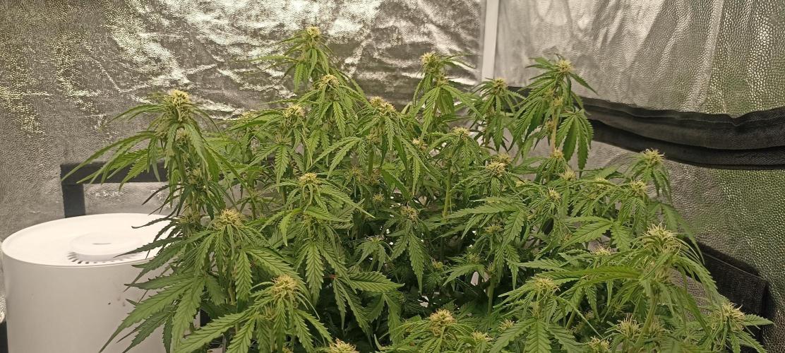 Gorilla Cookies Fast Buds. First grow... Week 7