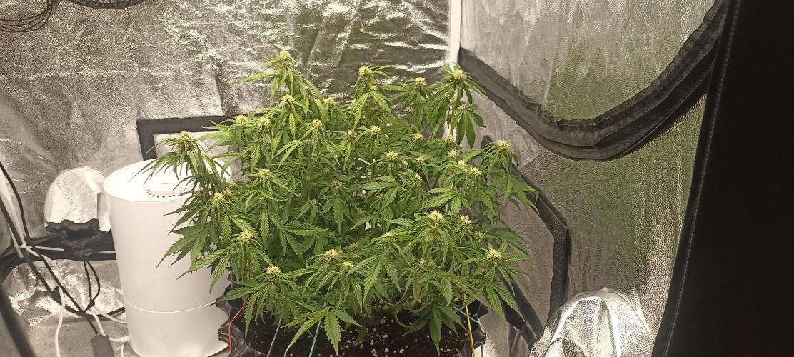 Gorilla Cookies Auto. Week 7