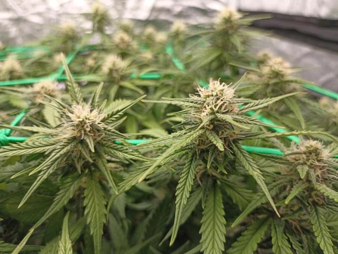 Gorilla Cookies Fast Buds. First grow... Week 8
