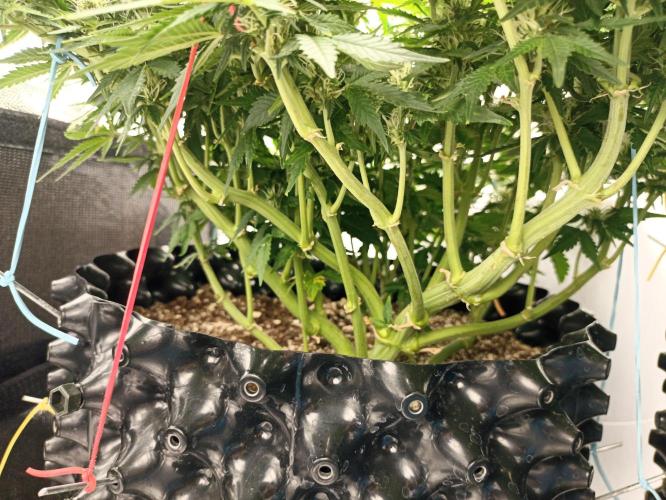 Gorilla Cookies Fast Buds. First grow... Week 8