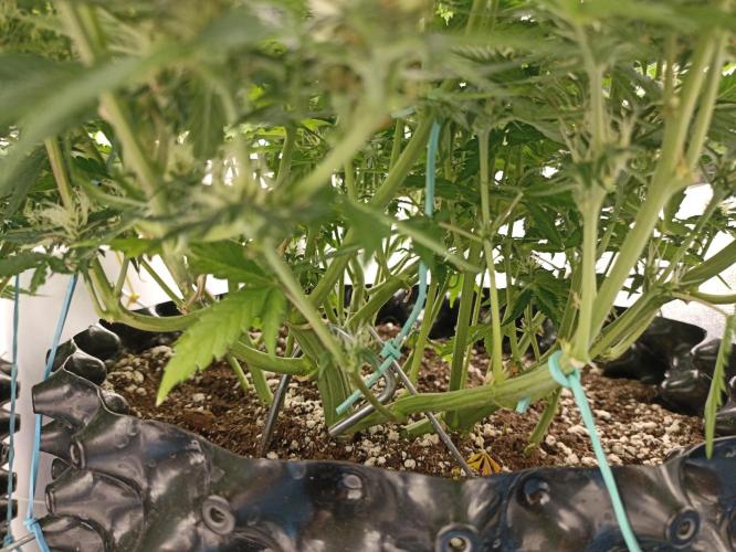 Gorilla Cookies Fast Buds. First grow... Week 8