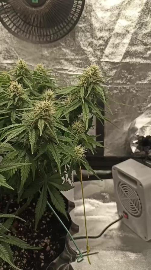 Gorilla Cookies Fast Buds. First grow..