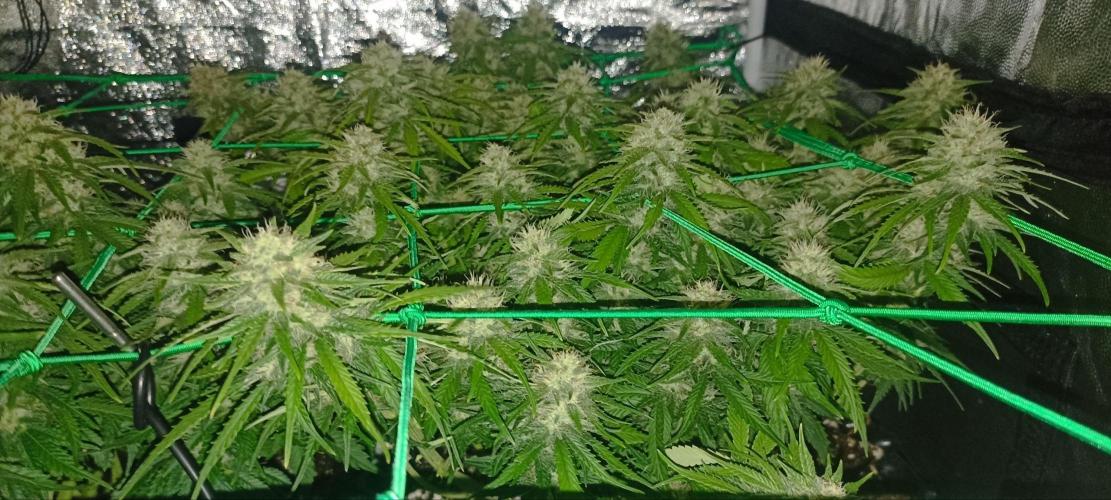 Gorilla Cookies Fast Buds. First grow... Week 9