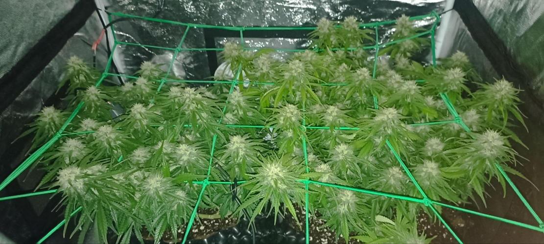 Gorilla Cookies Fast Buds. First grow... Week 9