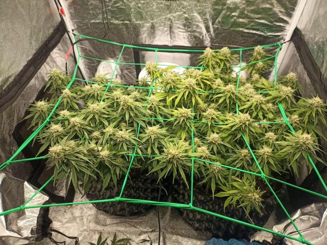 Gorilla Cookies Fast Buds. First grow... Week 9
