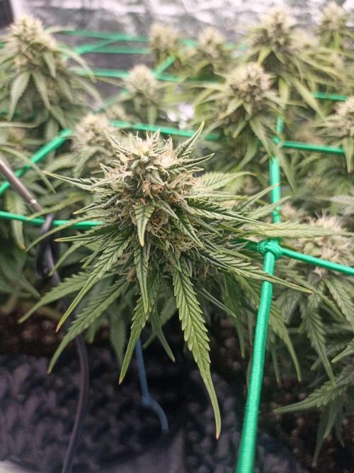 Gorilla Cookies Fast Buds. First grow... Week 9