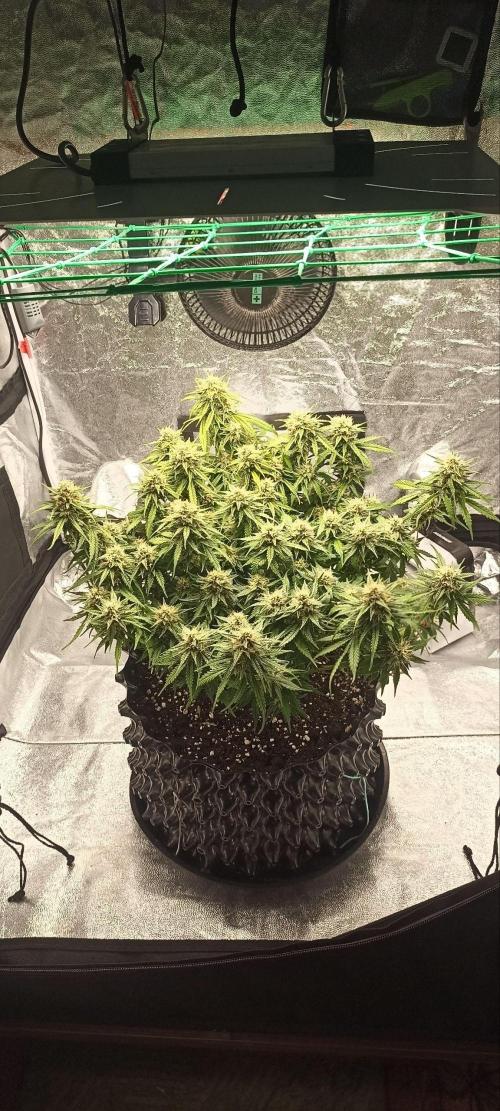Gorilla Cookies Fast Buds. First grow... Week 9 - #2 - right