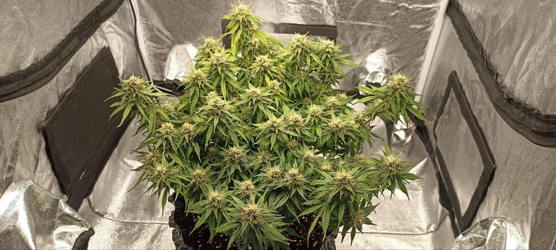 Gorilla Cookies Fast Buds. First grow... Week 9