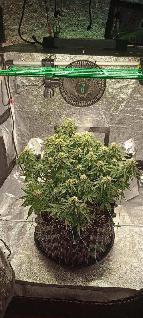 Gorilla Cookies Fast Buds. First grow... Week 9 - #1 - keft