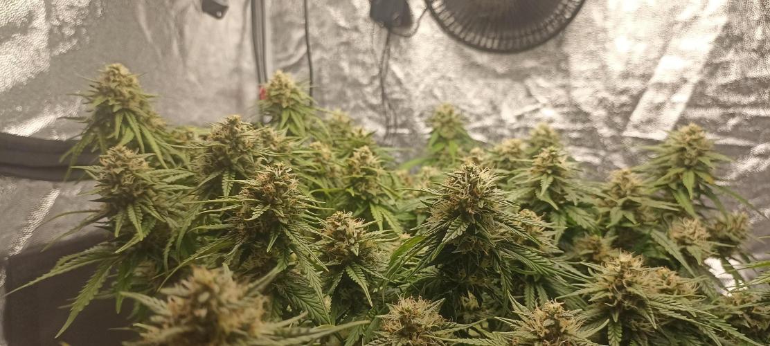 Gorilla Cookies Fast Buds. First grow... Week 10