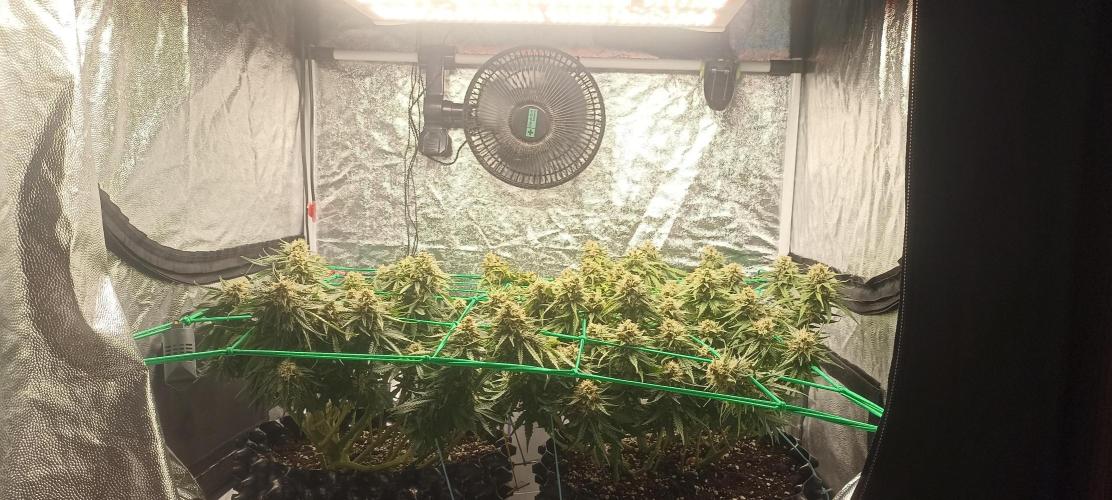 Gorilla Cookies Fast Buds. First grow... Week 10