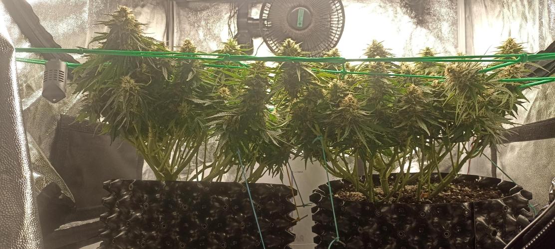 Gorilla Cookies Fast Buds. First grow... Week 10