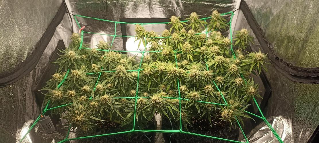 Gorilla Cookies Fast Buds. First grow... Week 10