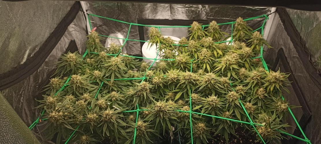 Gorilla Cookies Fast Buds. First grow... Week 10