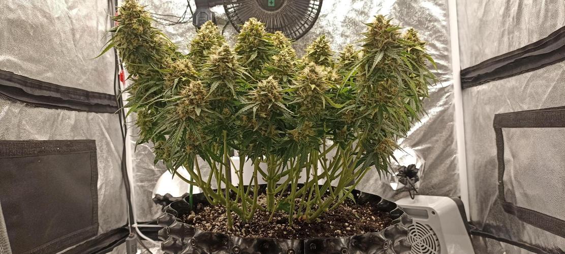 Gorilla Cookies Fast Buds. First grow... Week 10