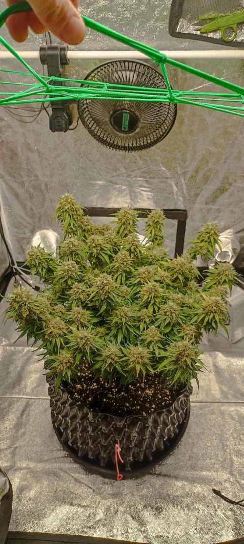 Gorilla Cookies Fast Buds. First grow... Week 11