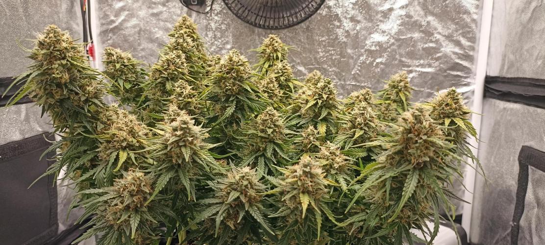 Gorilla Cookies Fast Buds. First grow... Week 11