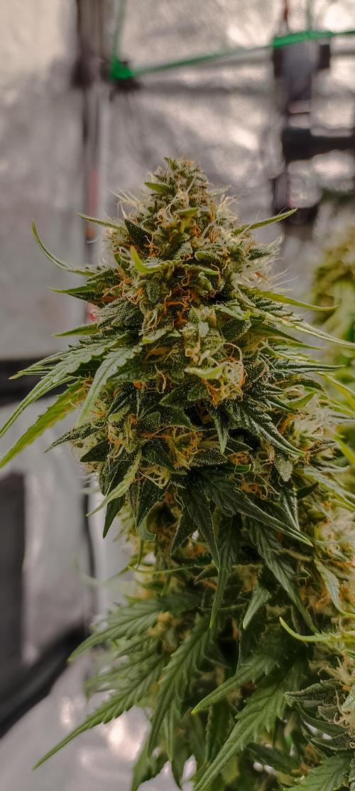 Gorilla Cookies Fast Buds. First grow... Week 11