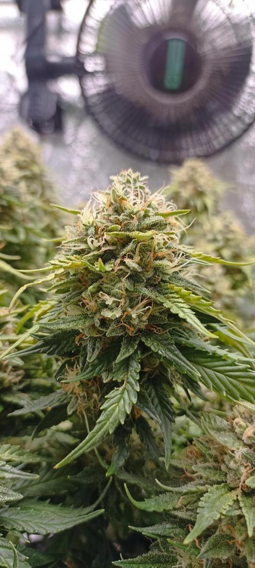 Gorilla Cookies Fast Buds. First grow... Week 11