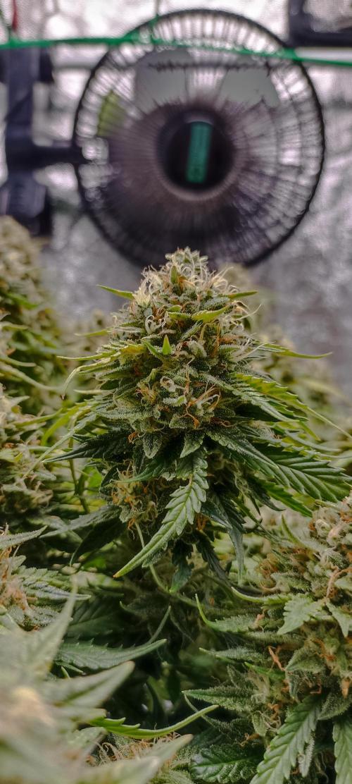 Gorilla Cookies Fast Buds. First grow... Week 11